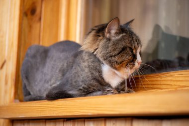 Evcil kedi pencerenin kenarında güneşleniyor, gözleri daralmış bir şekilde..