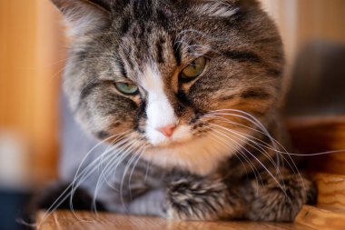 Evcil bir kedi sahibinin portresine gülümsüyor..