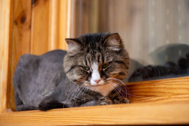 Profesyonel olarak budanmış kedi ahşap pencere eşiğinde yatıyor..