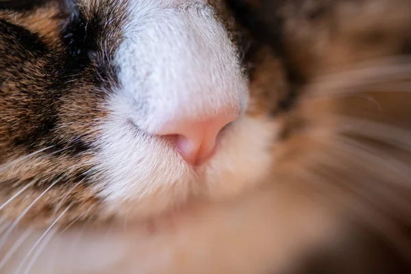 Beautiful nose of a domestic cat macro.