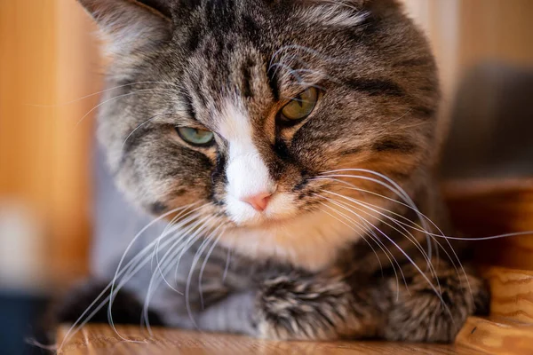 Evcil bir kedi sahibinin portresine gülümsüyor..