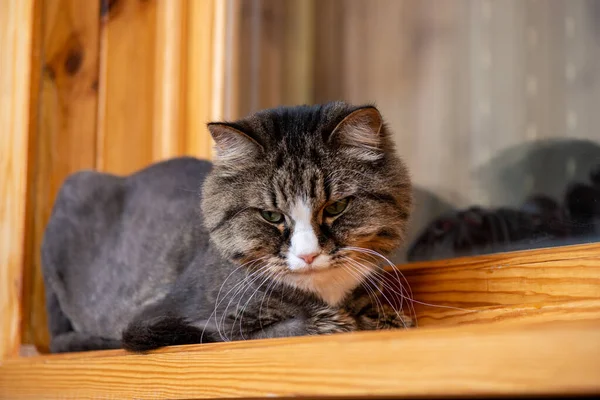 Profesyonel olarak budanmış kedi ahşap pencere eşiğinde yatıyor..