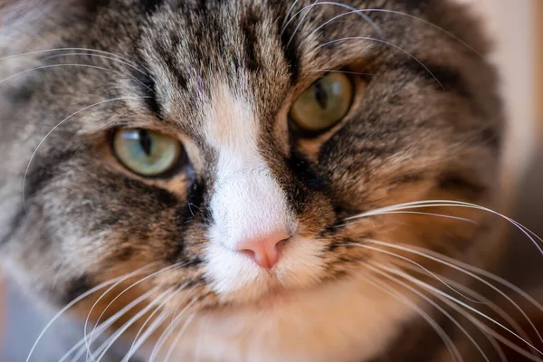 Gato Doméstico Olha Para Lente Macro Retrato Câmera Close — Fotografia de Stock