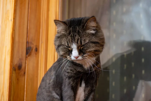 Kedi güneşin tadını çıkarıyor, balkon portresinin pencere eşiğinde oturuyor..