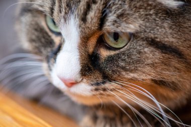 Evcil kedi pencere kenarındaki portreye yakın dur..