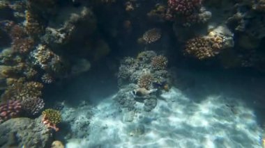 White-spotted Puffer Arothron hispidus in the Red Sea, Egypt. 