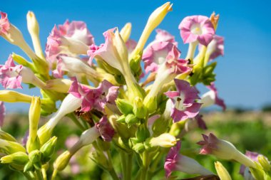 Tobacco Flowers. Tobacco big leaf crops growing in tobacco plantation field.