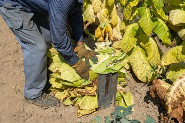 Tobacco farmers collecting tobacco leaves in a field.