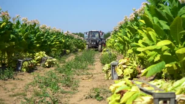 Ukraine Uzhgorod August 2022 Tobacco Farmers Collecting Tobacco Leaves Tractor — Vídeo de Stock