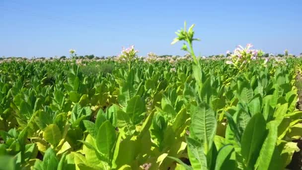 Plantación Campo Tabaco Bajo Cielo Azul — Vídeos de Stock