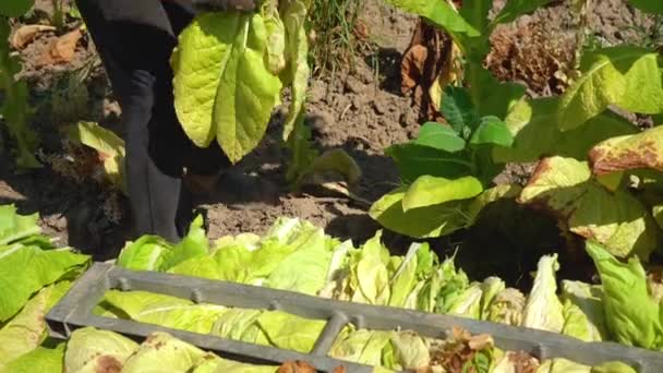 Tobacco Farmers Collecting Tobacco Leaves Field — Vídeo de stock
