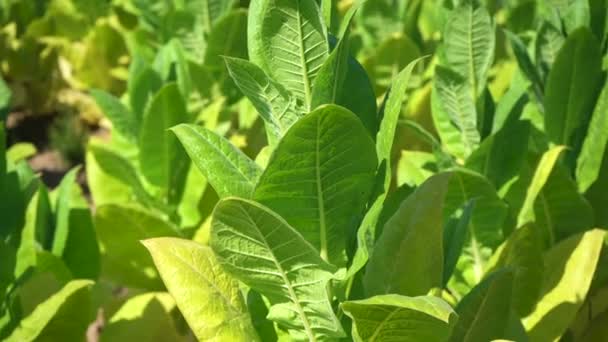 Tobacco Big Leaf Crops Growing Tobacco Plantation Field Close — Video