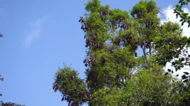 Adult Indian flying foxes Pteropus medius roosting during the day near Yala National Park.