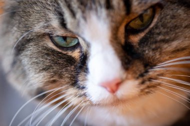 Sly domestic cat in sunny day portrait close-up.