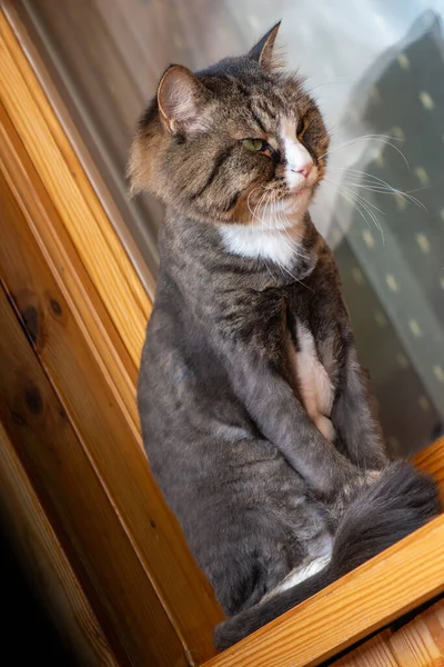 Domestic professionally groomed cat sits on a wooden windowsill.