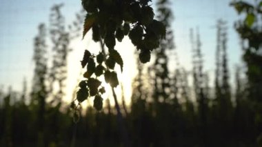 Yeşil zıplama konileri güneş ışınlarıyla tarlada sığ bir derinliğe sahip..