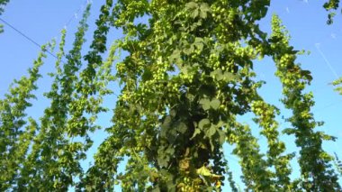 Güzel güneşli bir günde yeşil zıplar.