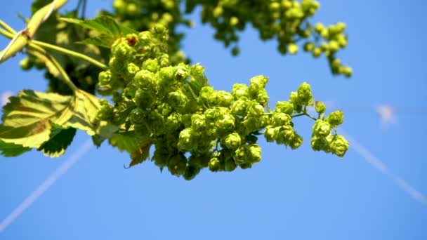 Krajobraz Pola Chmielu Słoneczny Dzień Chmielu Zielone Drzewa Tle Niebieskiego — Wideo stockowe