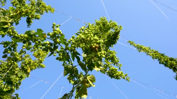Hopfenfeld Landschaft Sonnigem Tag Hopfen Grüne Bäume Auf Blauem Himmel — Stockvideo