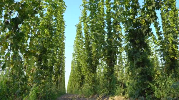 Grünes Hopfenfeld Schönem Sonnigen Tag — Stockvideo