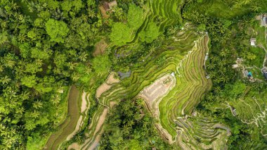 Palmiye ağacı ve yağmur ormanı tropikal orman plantasyon havası olan yemyeşil pirinç tarlası..