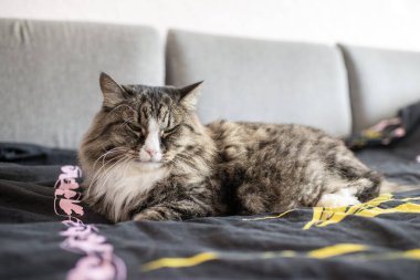 Maine Rakunu evcil kedisi kanepede dinleniyor.