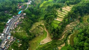 Dağ manzaralı pirinç tarlaları.