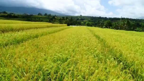 Beautiful Jatiluwih Rice Terraces Field Bali Indonesia Aerial View — Stock Video