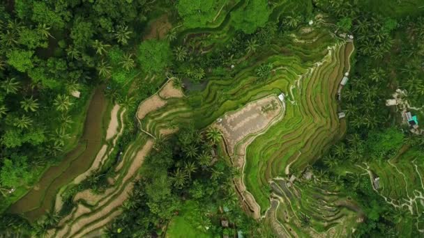 Saftig Grüne Reisterrassenfeld Mit Palmen Und Regenwald Tropischen Dschungel Plantage — Stockvideo