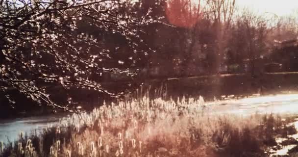 Scenic riet bloemblaadjes vliegen door de rivier — Stockvideo