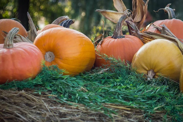 Hermoso arreglo de calabazas reales para el fondo — Foto de Stock