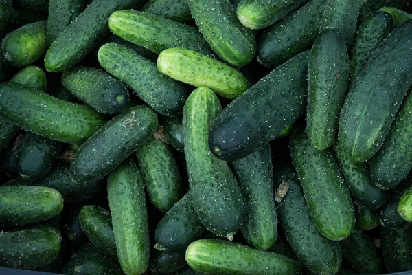 Montón de pepinos frescos verdes orgánicos vibrantes crudos — Foto de Stock