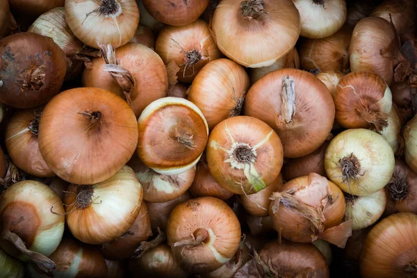Pile of organic fresh raw yellow onions
