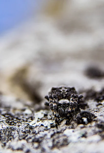Sneaky spider in the mountain perfectly camouflaged