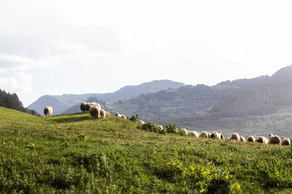 Sheep flock on the countryside grazing in the field