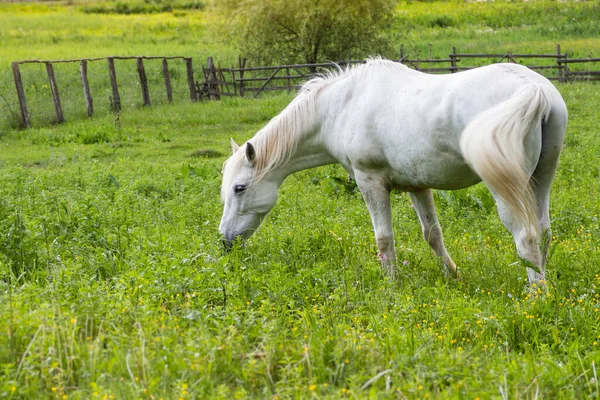 Beautiful white horse grazing on the country side yard — Zdjęcie stockowe