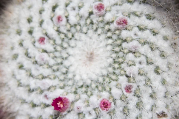 Closeup of round spiraling cactus in full bloom