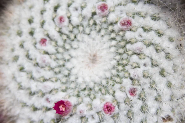 Closeup of round spiraling cactus in full bloom — Foto Stock