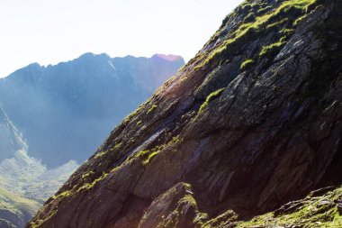 Yeşil yosun taşın üzerinde güneş ışığı efekti ile canlı yeşil renkler