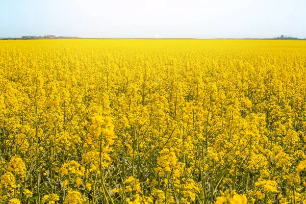 Blossoming beautiful golden yellow rape field scenery — Stock Photo, Image