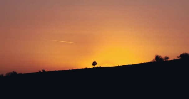 Belo nascer do sol laranja dourado atrás de uma única árvore isolada — Vídeo de Stock