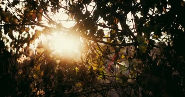 Časné jarní slunce se mihotá zaschlými listy — Stock video