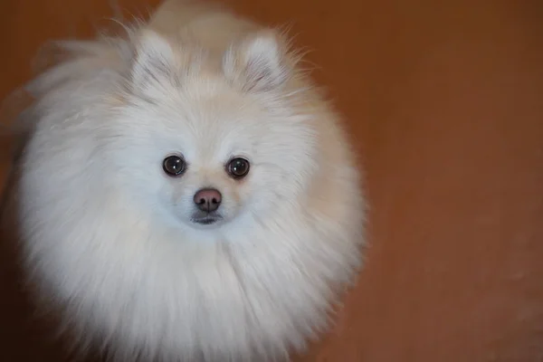 A white pomeranian with a cute face looks into the frame, the picture is indoors, there is a place for text. The concept of dog breed, animal protection, loving dogs, dog breeding — Stock Photo, Image