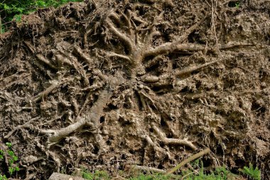 Bir ladin kökleri, ormanın üzerinden geçen bir kasırga sırasında düştü.