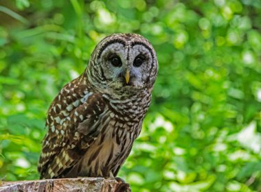 Closeup Barred Owl sitting with a green background.