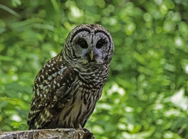 Closeup Barred Owl sitting with a green background.