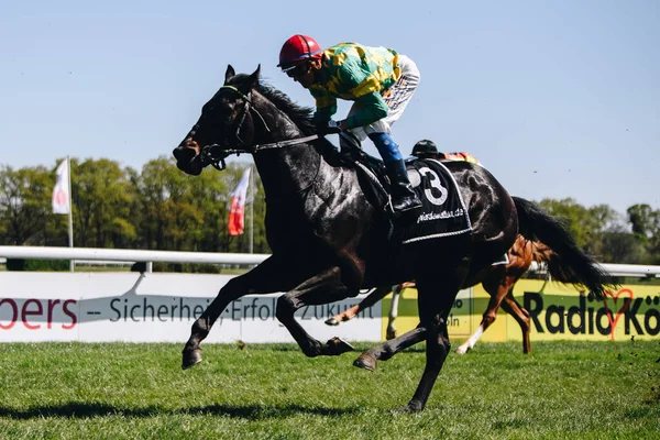 Germany Cologne April 2022 Horseracing Renntag Carl Jaspers Preis Sunny — Stock Photo, Image