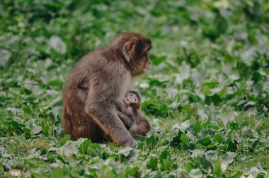 Japanese macaque with baby posing on the lawn at sunny day
