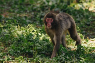 Güneşli bir günde çimlerde poz veren Japon makağı.