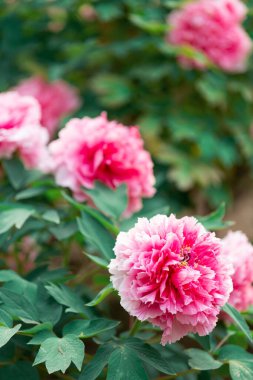 Bahçede açan şakayık çiçekleri